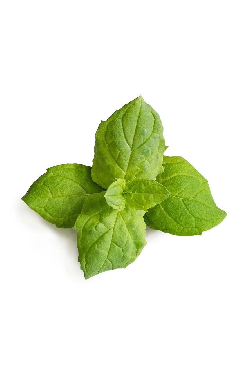 Вставка з насінням Veritable Moroccan Mint